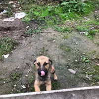 توله سگ نگهبان واگذاری