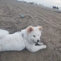 واگذاری چاوچاو 8ماه واکسینه شده|سگ|قدس, شهرقدس|دیوار