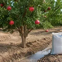 کود|عمدهفروشی|اردبیل, |دیوار
