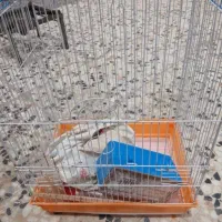 فروش قفس نو