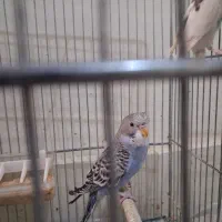 ۷تا مرغ عشق|پرنده|اصفهان, کوی امام|دیوار