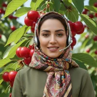 نهال گیلاس تک دانه مشهدی فرصتی برای میلیاردر شدن