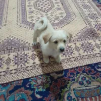 حیوانات خانگی (توله سگ پامر - اشپیتز)