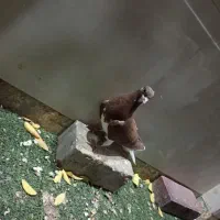 کفتر بهبونی|پرنده|مرودشت, ثبت احوال|دیوار