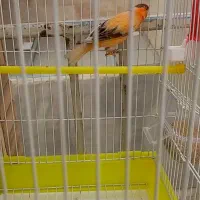 قناری قرص بخون
