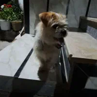 سگ شیتزو ماده|سگ|ماسال, |دیوار