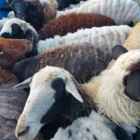 گوسفند زنده موجود هست
