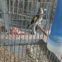 تولکی بسارتیره