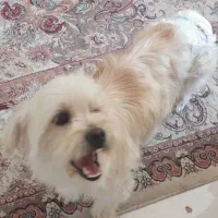 سگ گمشده باغات صوفیان