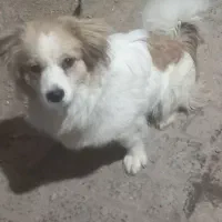 سگ اشپیتز،دوساله|سگ|شهرکرد, |دیوار