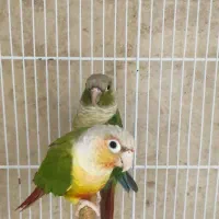 عروس هلندی ملنگو گیرینچیک