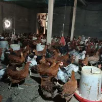 خروس و مرغ محلی|حیوانات مزرعه|لنگرود, |دیوار