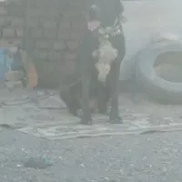 سگ ماده|سگ|تربتحیدریه, کلاته توکلی|دیوار