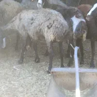 یک عدد میش گم شده