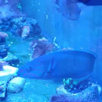 راس سبز ۴ بندی|ماهی|تهران, گلستان (شهرک راه آهن)|دیوار