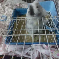 دو عدد خرگوش لوپ ۱۰۰ درصد|موش و خرگوش|کرمان, |دیوار