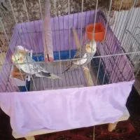 نر و ماده. کار داده. رام و دستی.