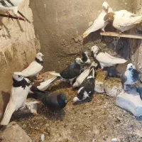 کفتر نرو ماده