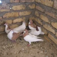 ۶عددشصتی ۳تا نر ۳ماده|پرنده|تاکستان, |دیوار