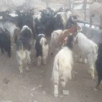 بزغاله نر و ماده|حیوانات مزرعه|دورود, |دیوار