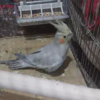 عروس هلندی