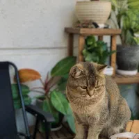 گربه نر آماده جفتگیری