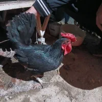 مرغ خروس مینیاتوری|حیوانات مزرعه|اردبیل, |دیوار