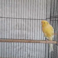 قناری و عروس