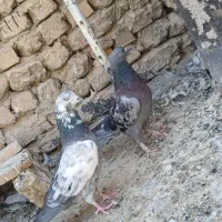 ماده اصفهانی بانر کوهی