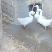 غوغاز|حیوانات مزرعه|شاهین دژ, |دیوار