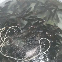 فروش ماهی کپور|ماهی|امامزاده عبدالله, |دیوار