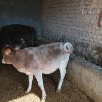 گوساله چاق|حیوانات مزرعه|کوهدشت, |دیوار