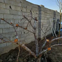 باغ-وباغچه180متر-چهاردیوارشده-خوش-نقشه