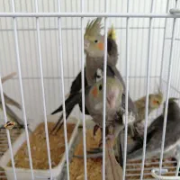 جوجه عروس هلندی دون خور رام جفت مولدتضمینی|پرنده|کرمان, |دیوار