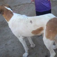 حیوانات مزرعه