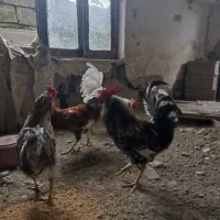 خروس گلین لری