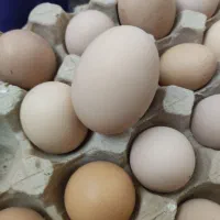 تخم مرغ رسمی|خوردنی و آشامیدنی|یزد, |دیوار