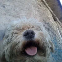 گمشده|سگ|رفسنجان, |دیوار