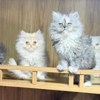 بچه گربه بریتیش