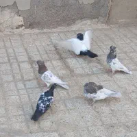 کفتر کله و سینه