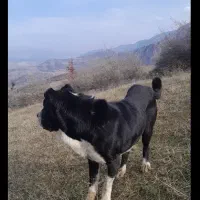 سگ الابای|سگ|مینودشت, |دیوار