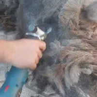 پشمچین گوسفندی اصل