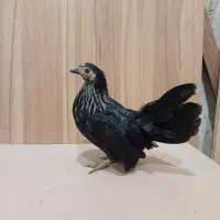 مرغ جاپنیز رنگ خاص کف خواب دم تخم