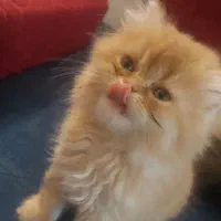 واگذاری گربه|گربه|قشم, |دیوار