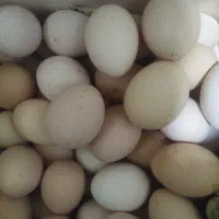 فروش تخم مرغ خوراکی