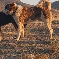 دزدیده شده|حیوانات|اراک, |دیوار