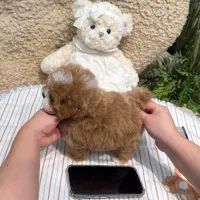 مالتیزی|سگ|تهران, شهرک غرب|دیوار