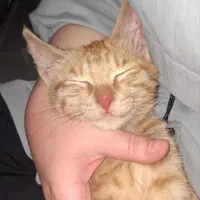 واگذاری گربه نارنجی زیبا