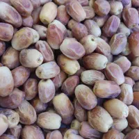 قصب|خوردنی و آشامیدنی|ارم, |دیوار