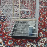 قفس